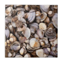 Suche nach muscheln fliesen Natur