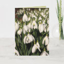 Suche nach snowdrop Mit blumen