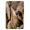 Suche nach zootiere magnete Elefant