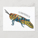Suche nach insekten cartoon postkarten Grasshopper