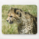 Suche nach geparden mousepads Katze