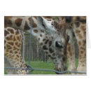 Suche nach tierposter Giraffe