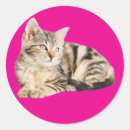 Suche nach lustige post aufkleber Katze