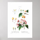 Suche nach fruit poster Botanical