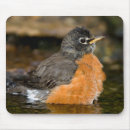 Suche nach amerikanischer vogel mousepads Singvogel
