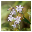 Suche nach honey fliesen Biene