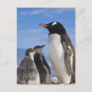 Suche nach gentoo pinguin postkarten Antarktis