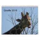 Suche nach giraffen kalender Fotografie