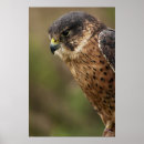 Suche nach opfer kunst Vogel