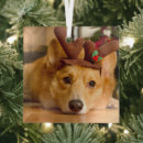 Suche nach corgi geschenke Welpe
