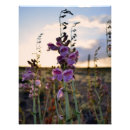 Suche nach wild fotodruck Blume