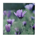 Suche nach lavendel blume fliesen Blumenreich