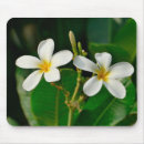 Suche nach frangipani mousepads Tropisch