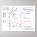 Suche nach blutdruck poster Diagramm