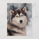 Suche nach husky postkarten Alaskan malamute
