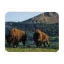 Suche nach laken magnete Alberta