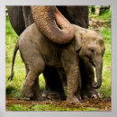 Suche nach baby elephant poster Animal