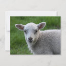 Suche nach lamm postkarten Nutztiere