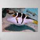 Suche nach puffer poster Natur