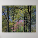 Suche nach oak tree poster Wood