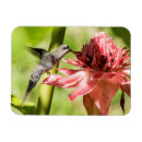 Suche nach kolibri magnete Regenwald