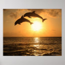 Suche nach delfin poster Natur