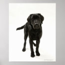 Suche nach schwarzes labrador retriever poster Niedlich