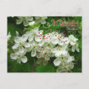 Suche nach missouri postkarten Staat