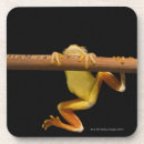 Suche nach costa rica untersetzer Amphibie