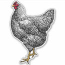 Suche nach plymouth aufkleber Hühner