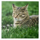 Suche nach hauskatzen fliesen Tag