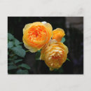 Suche nach alte englische postkarten Rose