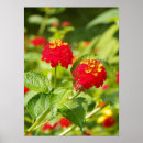 Suche nach lantana poster Pflanze