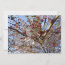 Suche nach cherry blossom karten Baum