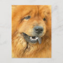 Suche nach chow chow postkarten Haustier