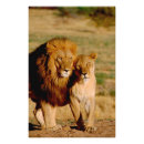 Suche nach löwin poster Panthera leo
