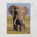 Suche nach loxodonta postkarten Superstock