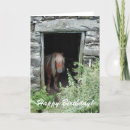 Suche nach ponys karten Shetlandpony