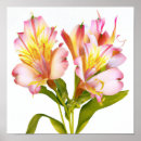 Suche nach peruanische lilie poster Blume