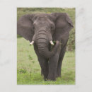 Suche nach ngorongoro krater poster Lebensraum