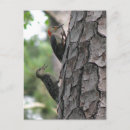 Suche nach flöhe postkarten Foto