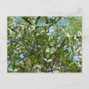 Suche nach frühling postkarten Blumig