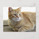 Suche nach gelbe katze postkarten Haustier