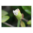 Suche nach blumenknospe Mit blumen