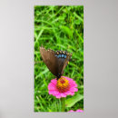Suche nach schmetterling und blume poster Foto