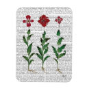 Suche nach nelken magnete Italienisch