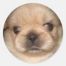 Suche nach pekingese aufkleber Haustier