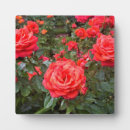Suche nach rosa rose fotoplatten Natur