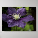 Suche nach clematis poster Lila