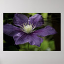 Suche nach clematis poster Natur